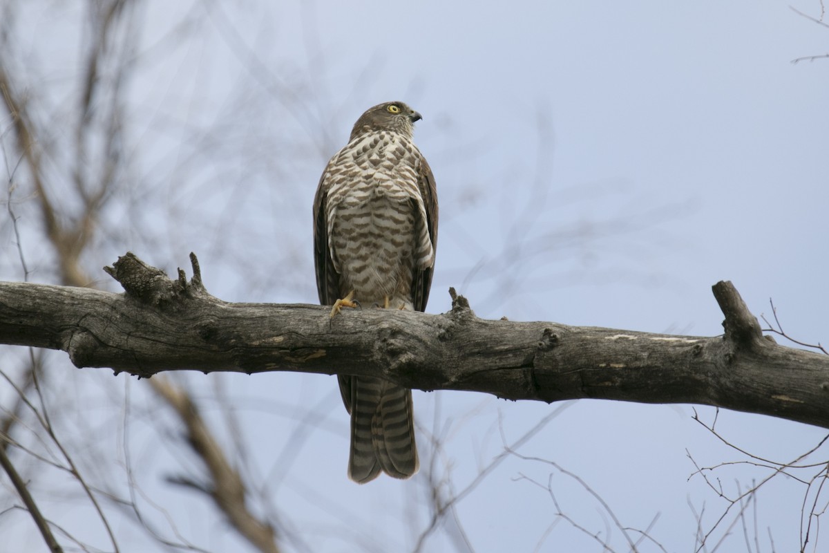 Collared Sparrowhawk - John Cantwell