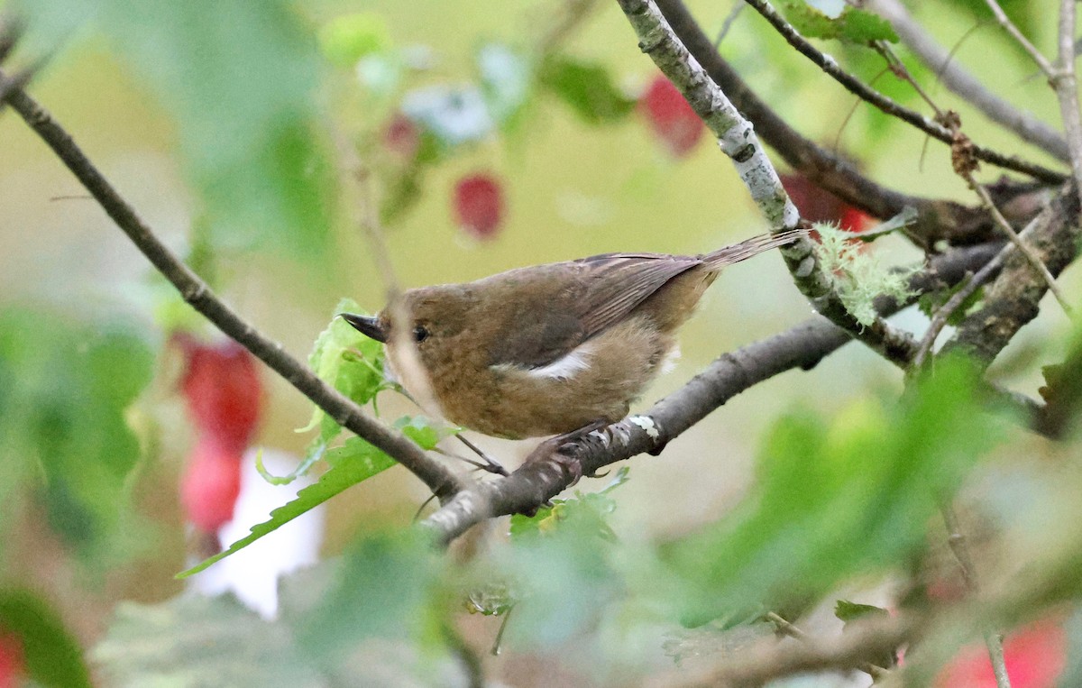 White-sided Flowerpiercer - Stein Henning Olsen