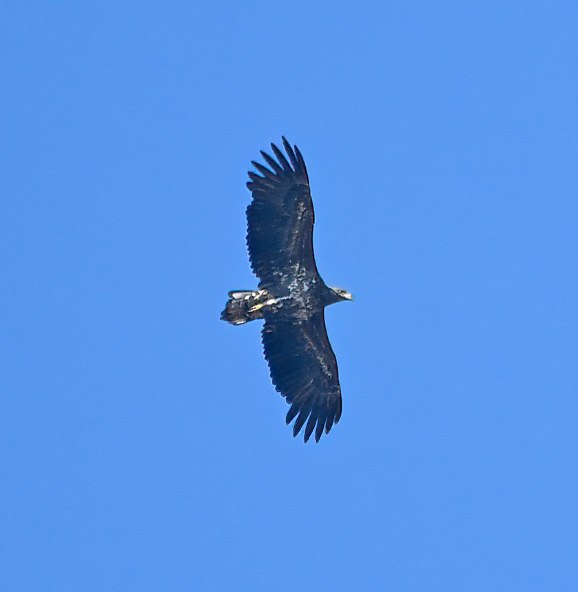 White-tailed Eagle - ML577402451