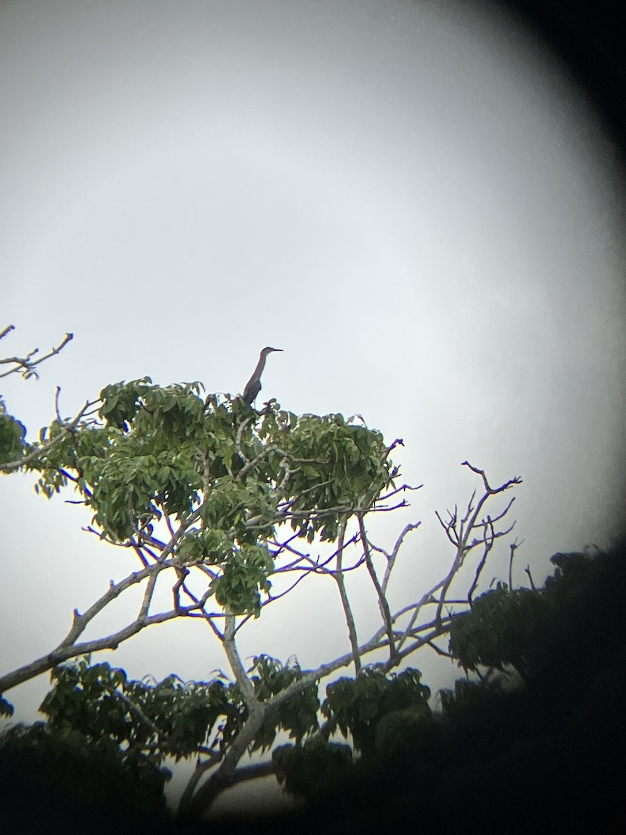 Striated Heron (South American) - ML577402671