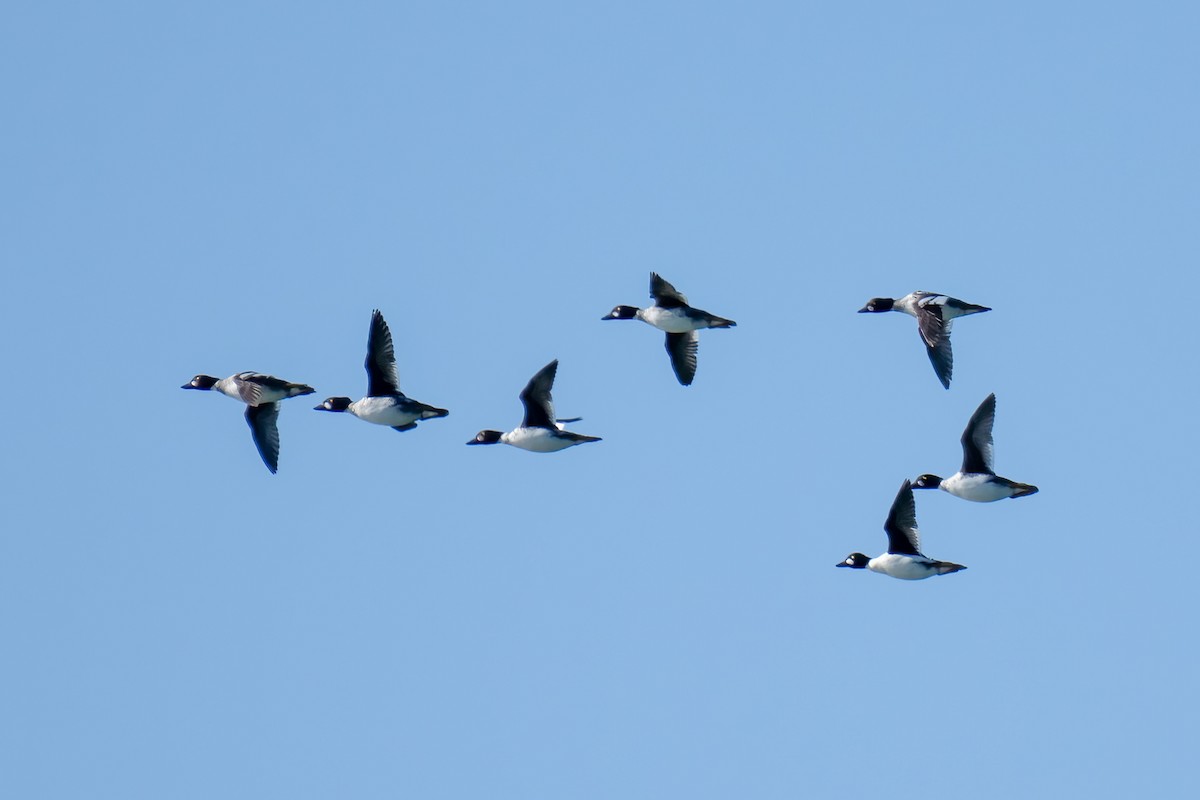 Common Goldeneye - ML577402991