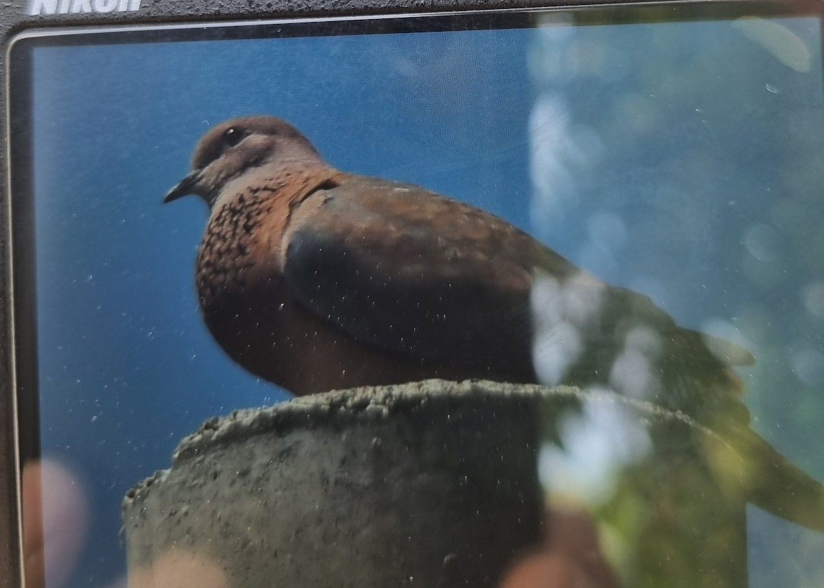 Laughing Dove - Niklas Torstensson