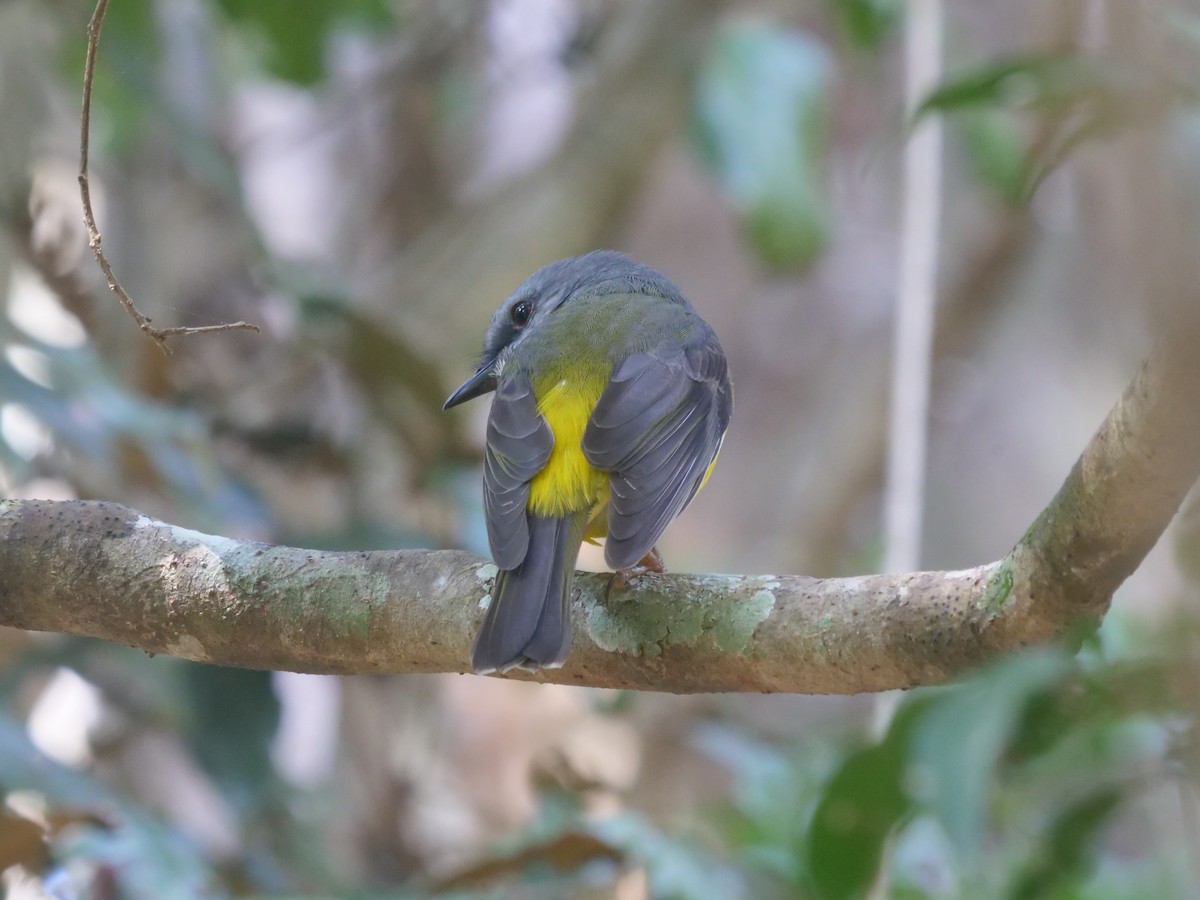 Eastern Yellow Robin - Frank Coman