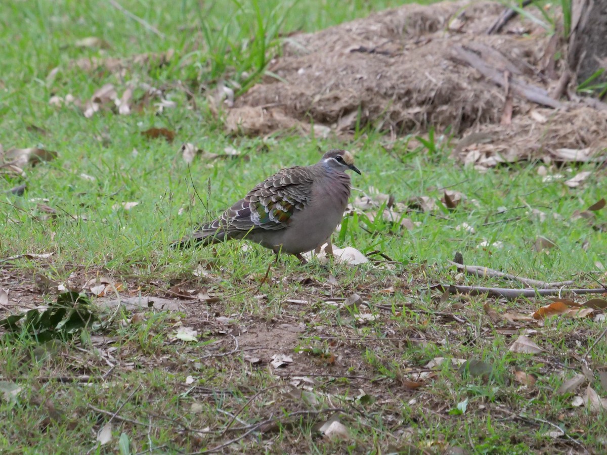 Common Bronzewing - ML577404151