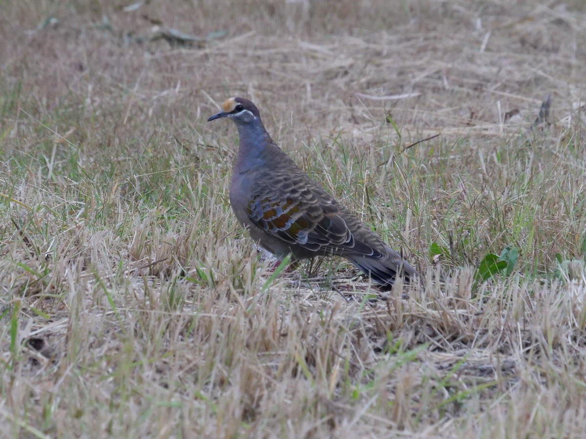 Common Bronzewing - ML577404161