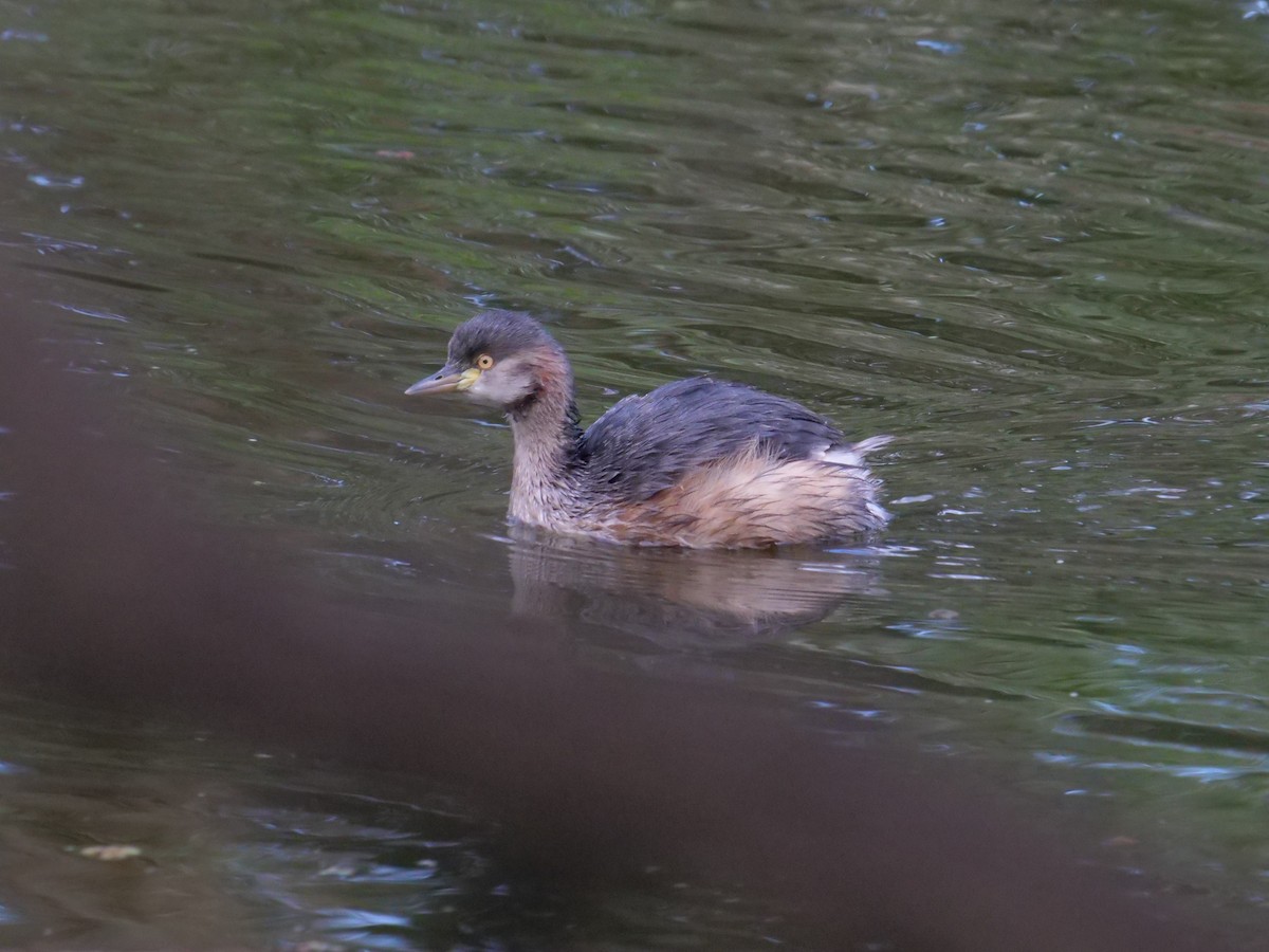 Australasian Grebe - ML577404261