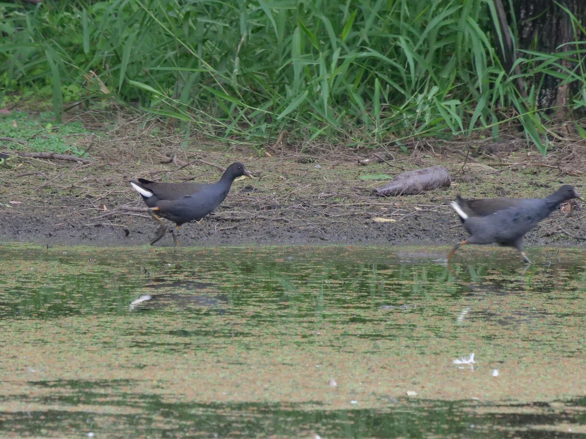 Dusky Moorhen - ML577404281