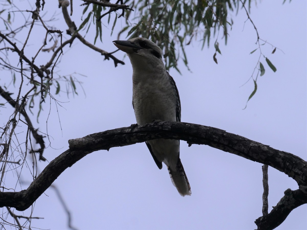 Laughing Kookaburra - ML577404291