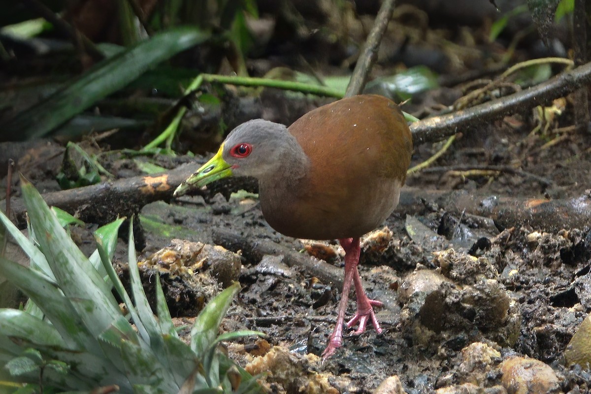 Brown Wood-Rail - Graham Ella