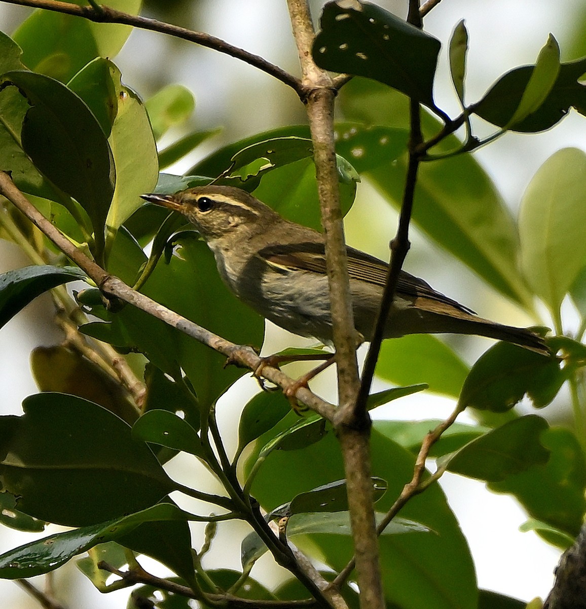 Arctic Warbler - Ken pennhillman