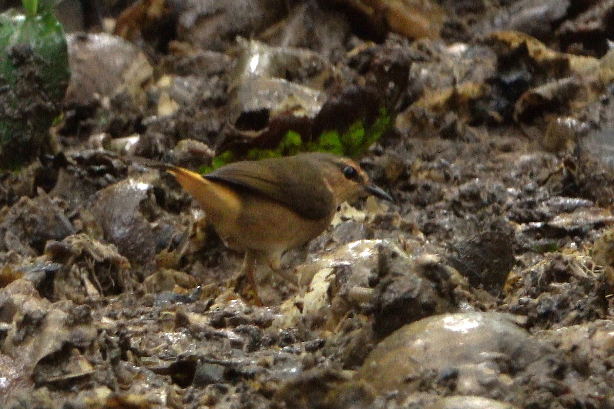 Buff-rumped Warbler - ML577404861