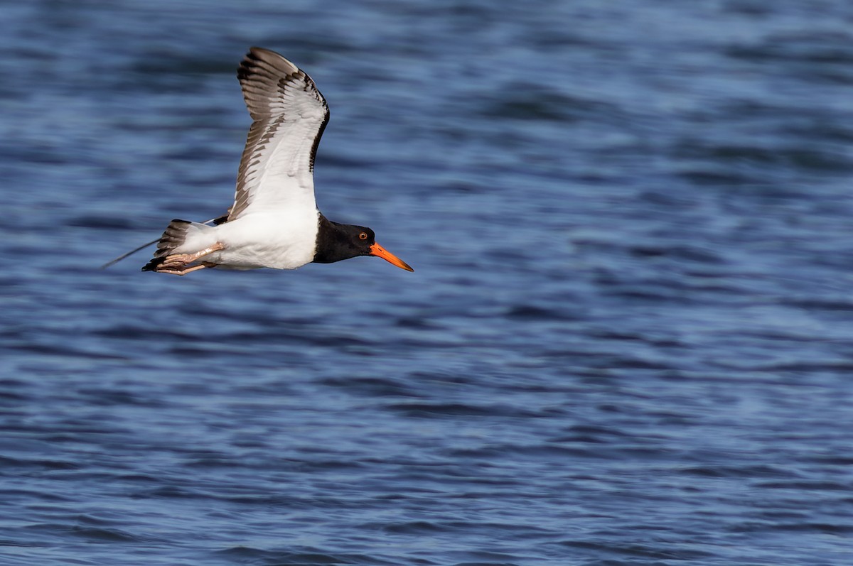 Pied Oystercatcher - ML577404921