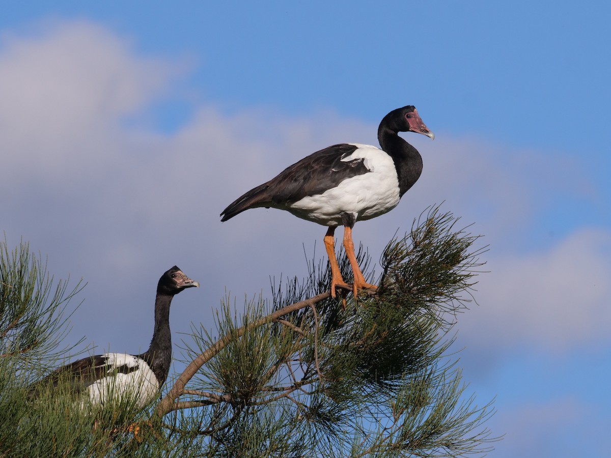 Magpie Goose - Frank Coman