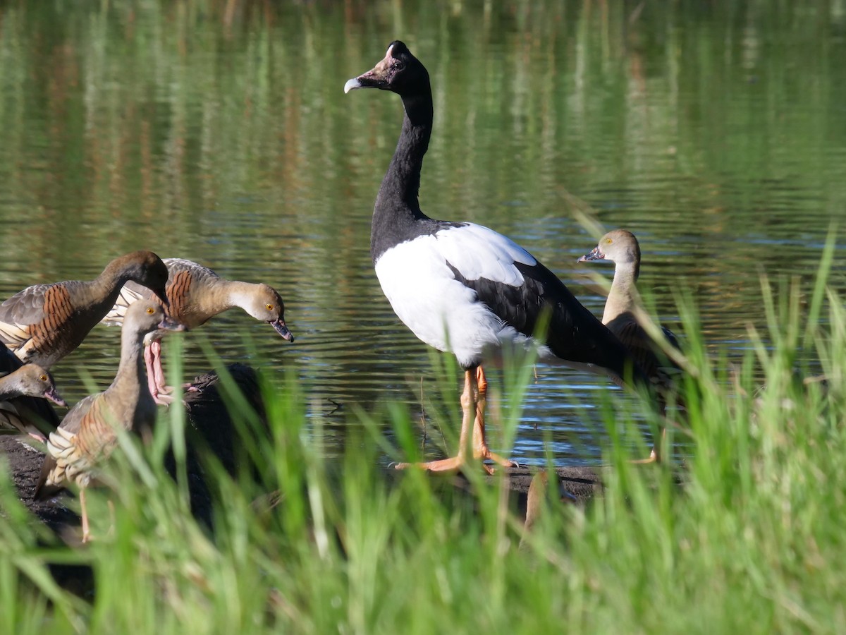 Magpie Goose - Frank Coman