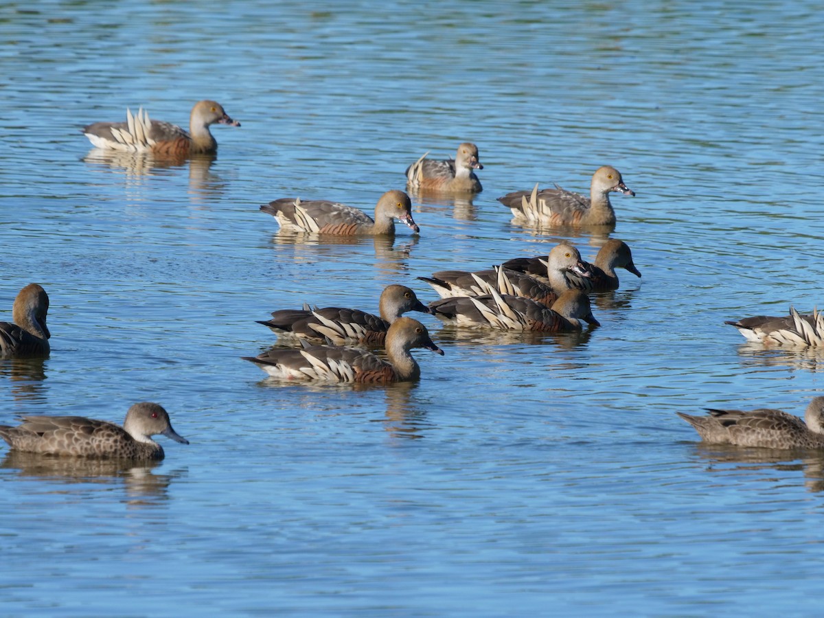 Plumed Whistling-Duck - Frank Coman