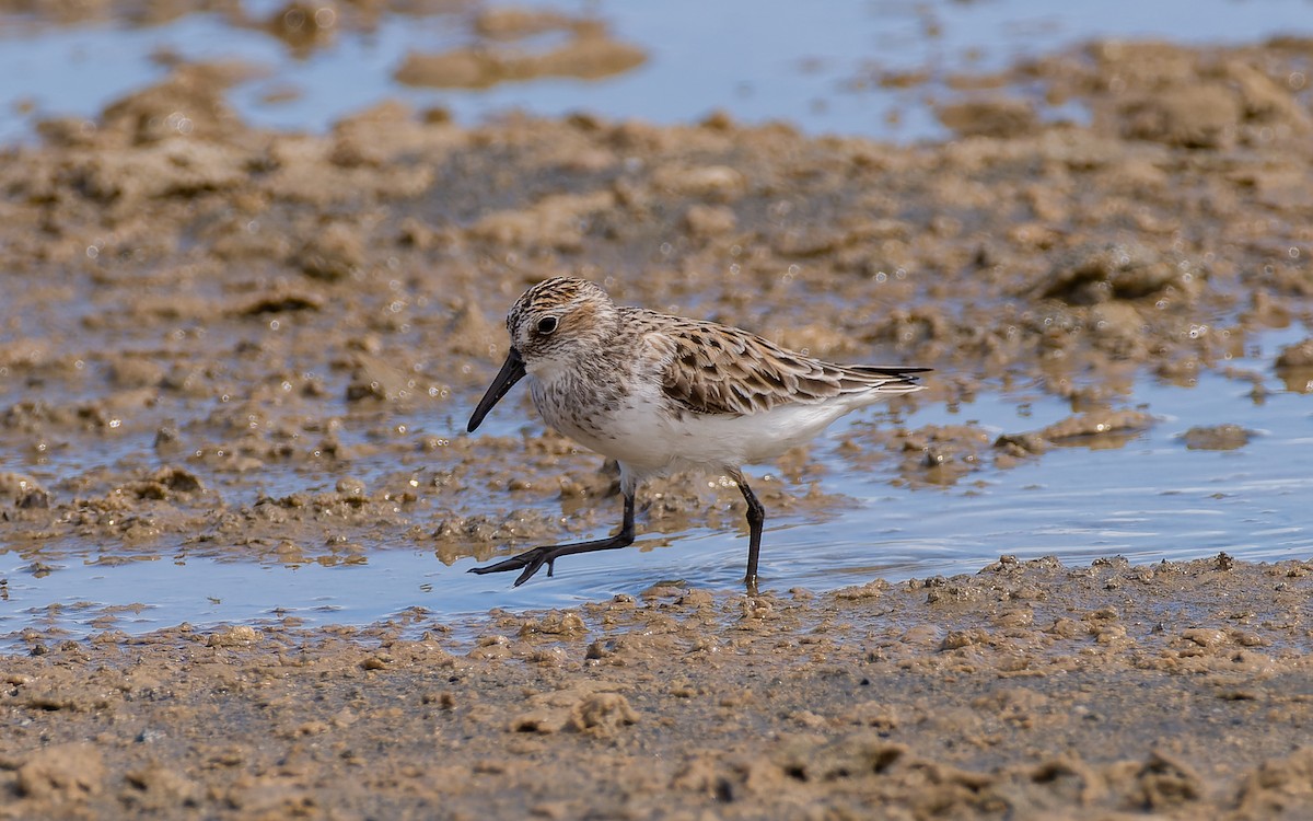 Semipalmated Sandpiper - Peter Kennerley