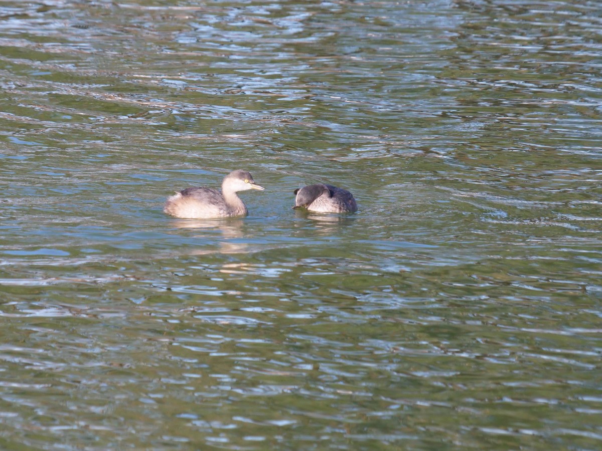 Australasian Grebe - ML577406121