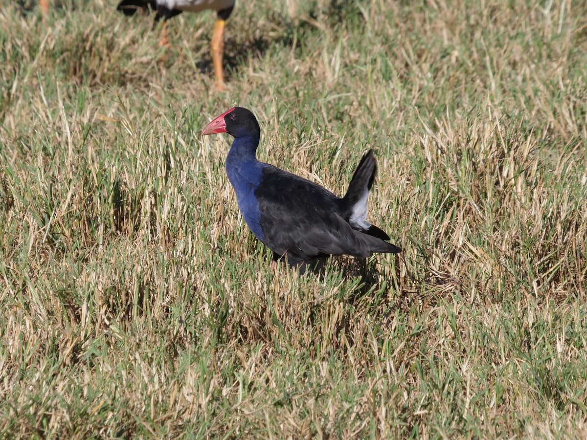 Australasian Swamphen - ML577406331