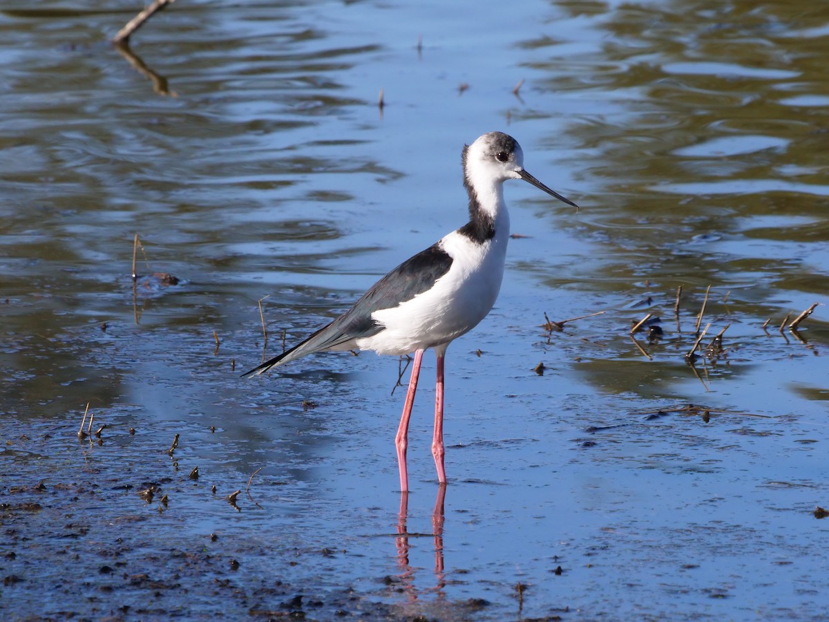 Pied Stilt - ML577406371