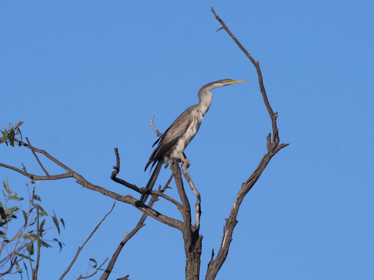 Australasian Darter - ML577406491