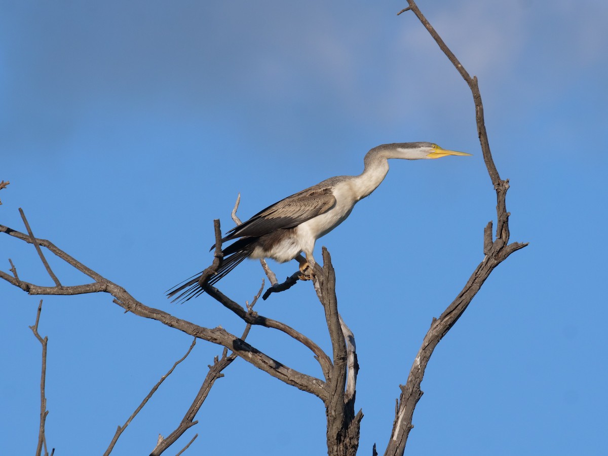 Australasian Darter - ML577406521