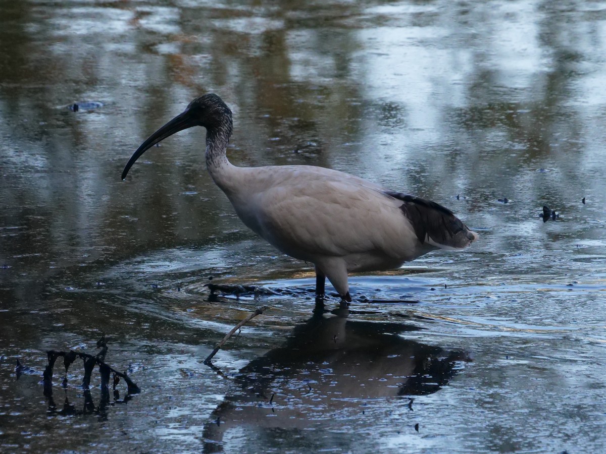 Ibis à cou noir - ML577406551