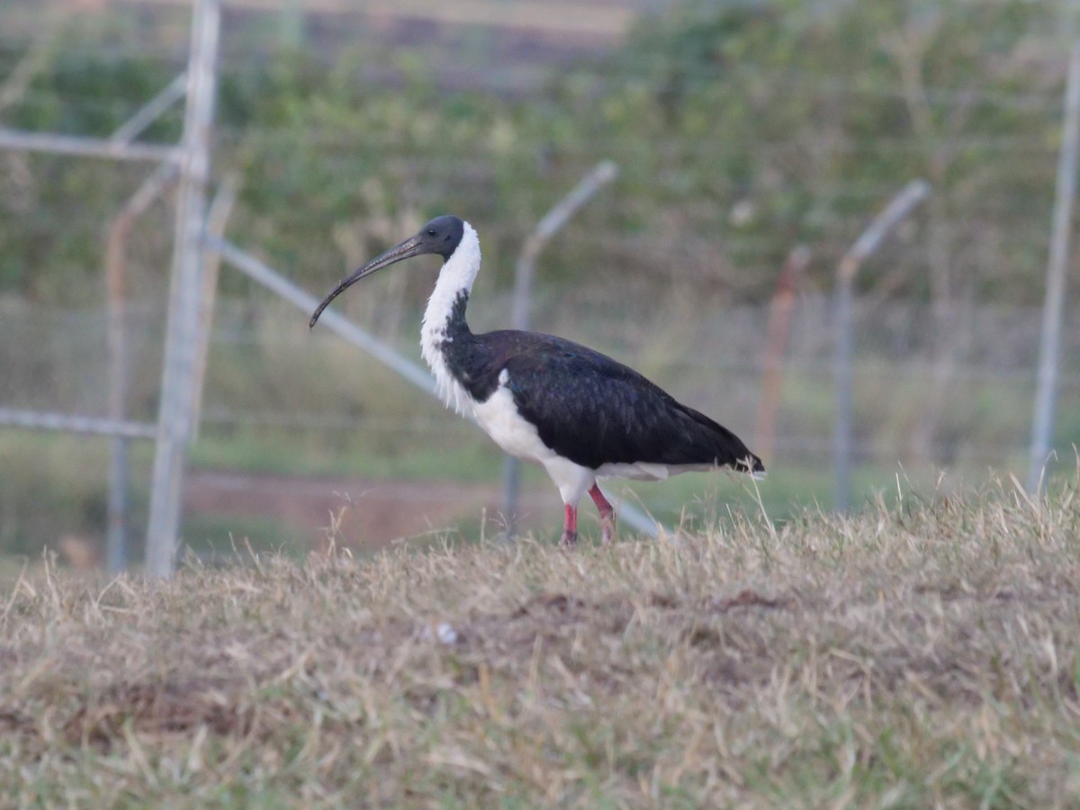 Straw-necked Ibis - Frank Coman