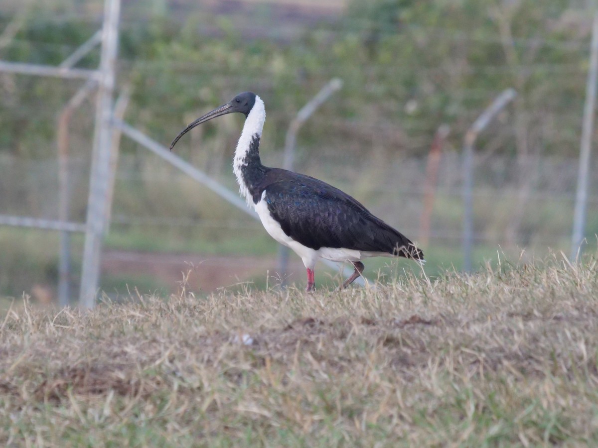 Straw-necked Ibis - ML577406591