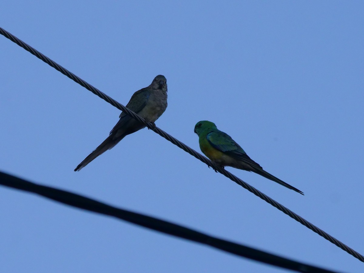 Red-rumped Parrot - ML577406741