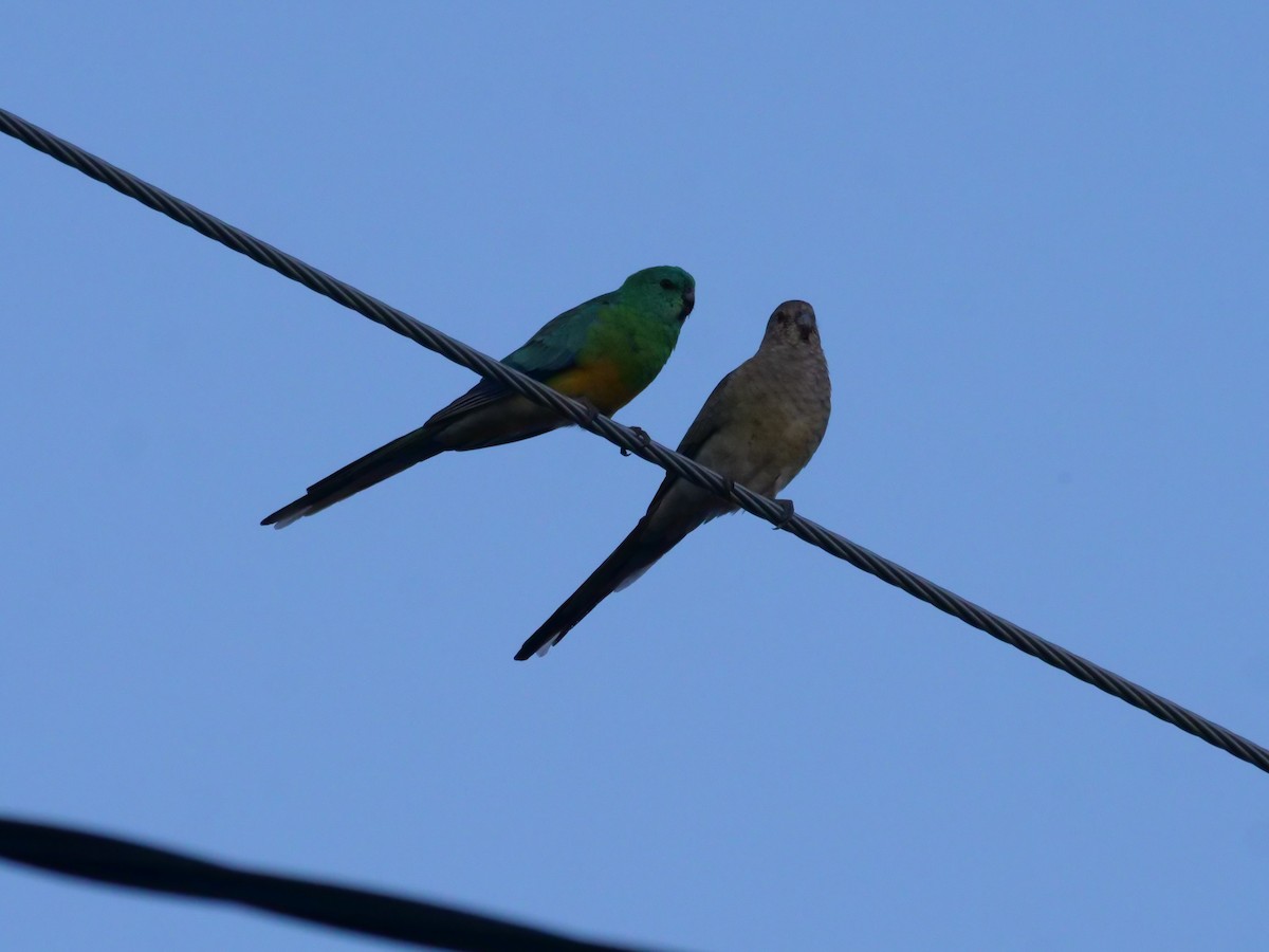 Red-rumped Parrot - ML577406751