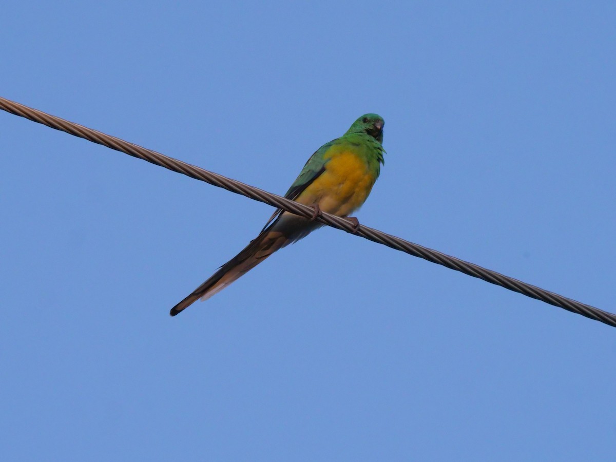 Red-rumped Parrot - ML577406761