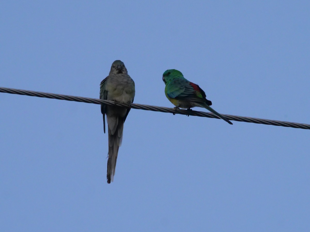 Red-rumped Parrot - ML577406771