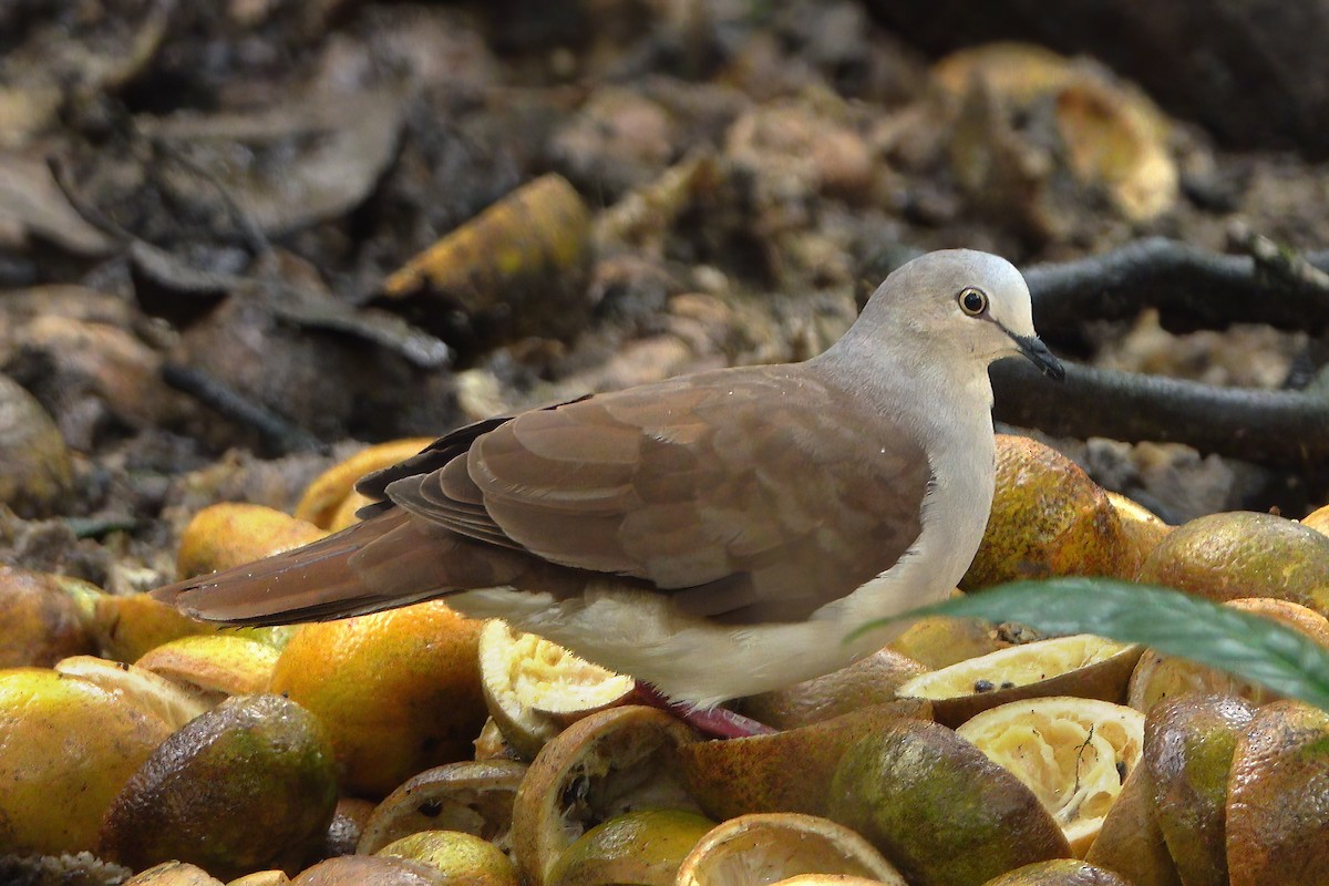 White-tipped Dove - ML577406971