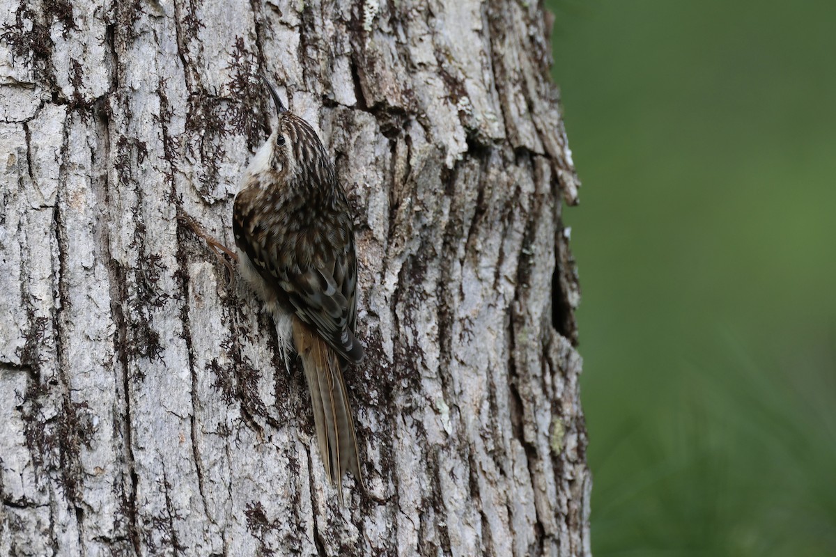 Brown Creeper - Phil Lehman