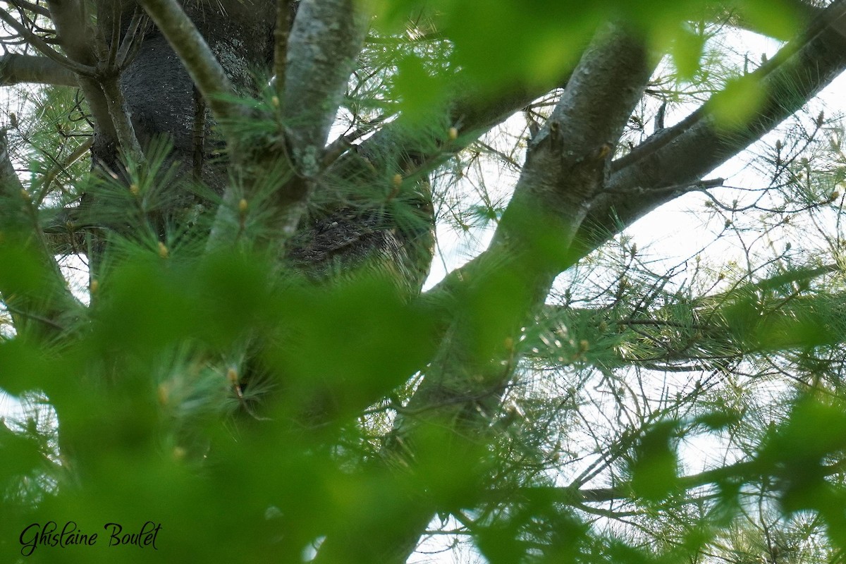 Great Horned Owl - ML577408731