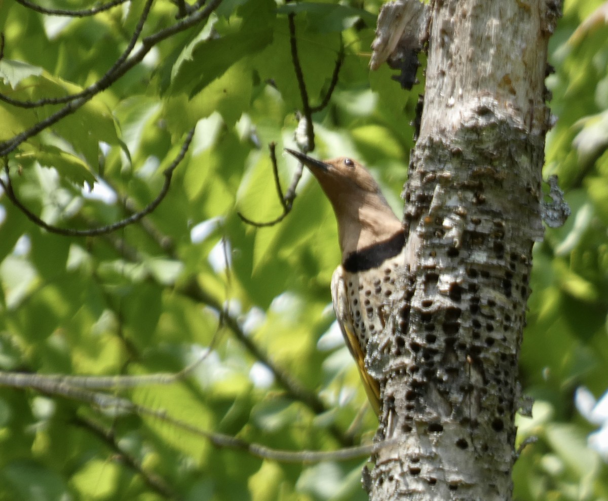 Northern Flicker - ML577409411