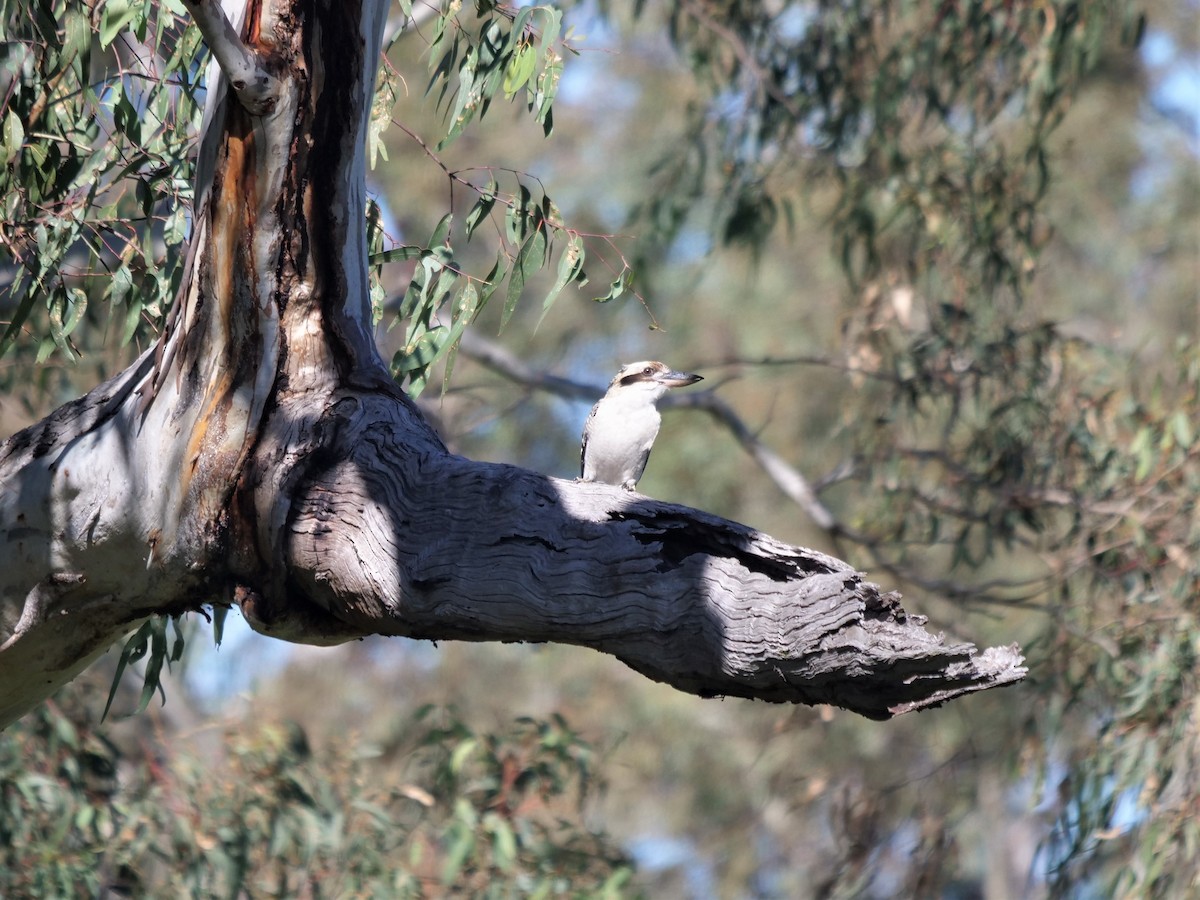 Laughing Kookaburra - ML577413341