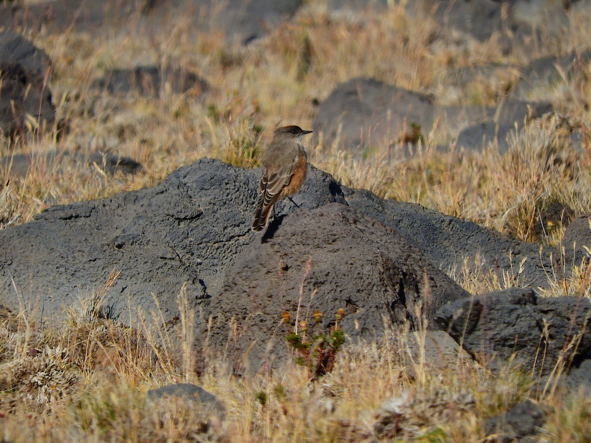 Cinnamon-bellied Ground-Tyrant - Luis Recalde