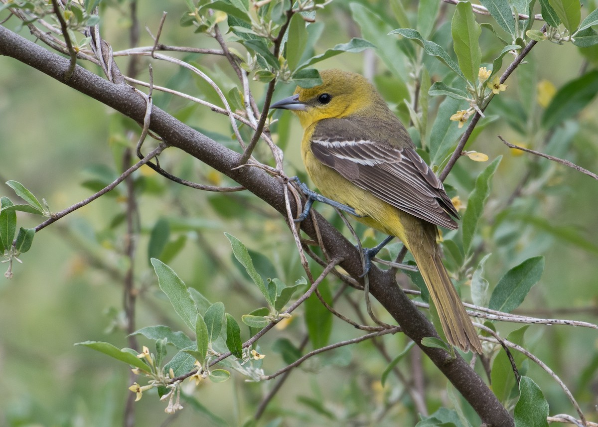 Orchard Oriole - Sheila and Ed Bremer