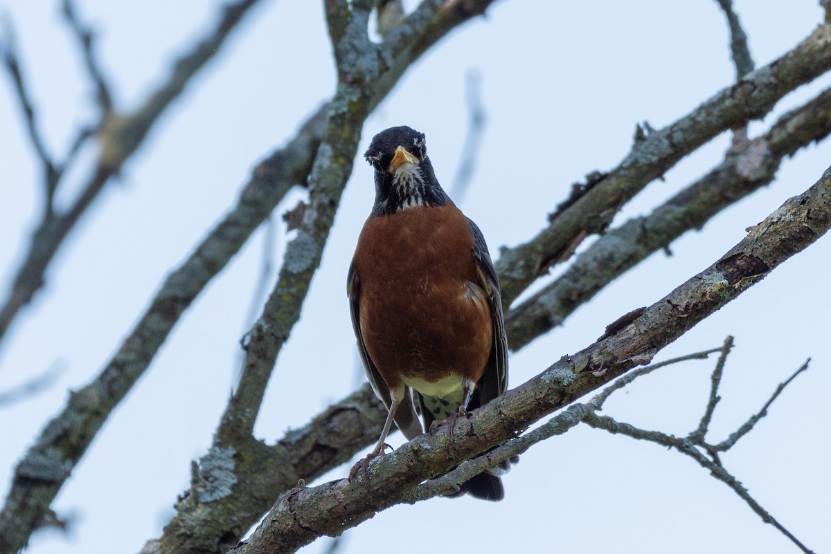 American Robin - ML577414381