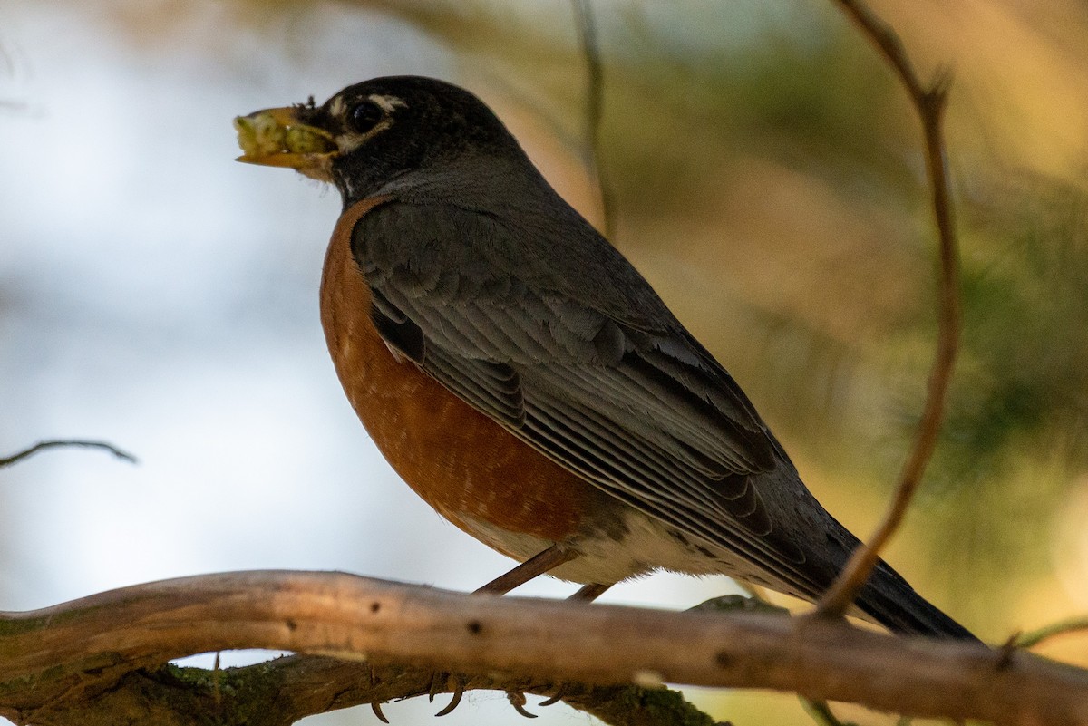 American Robin - ML577414401