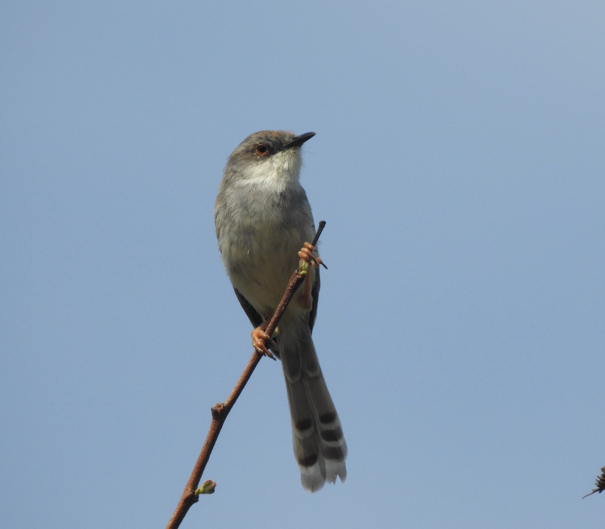 Gray-breasted Prinia - ML577414721