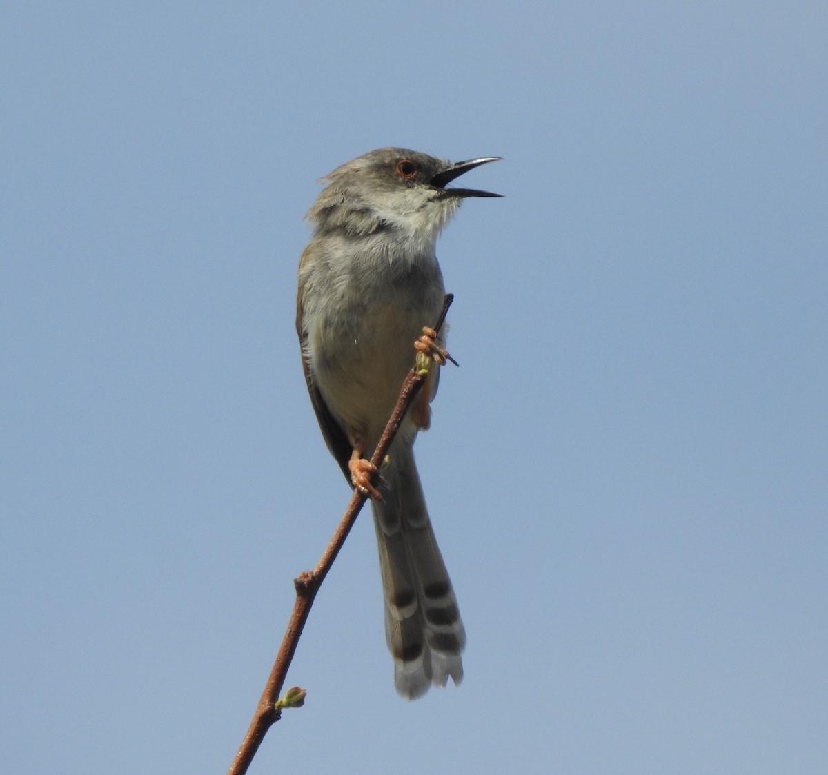 Gray-breasted Prinia - ML577414731