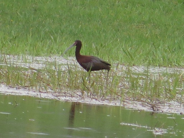 tanımsız Charadriiformes sp. - ML57741541