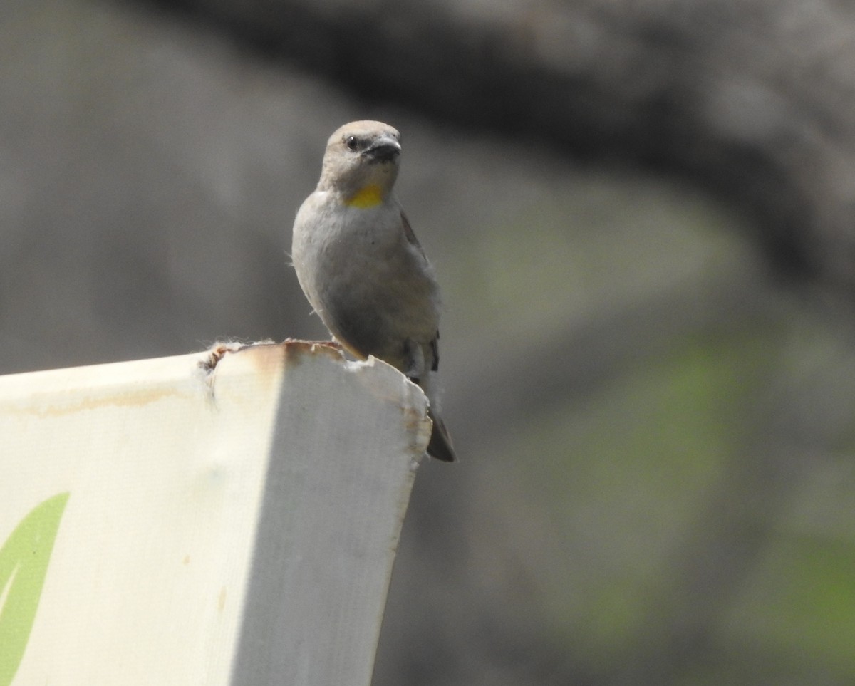Yellow-throated Sparrow - ML577415711