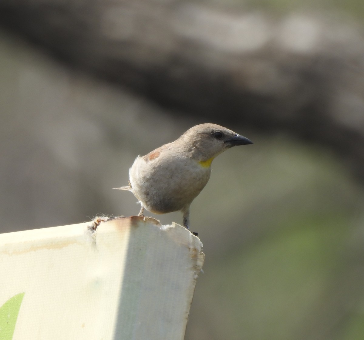 Yellow-throated Sparrow - ML577415731