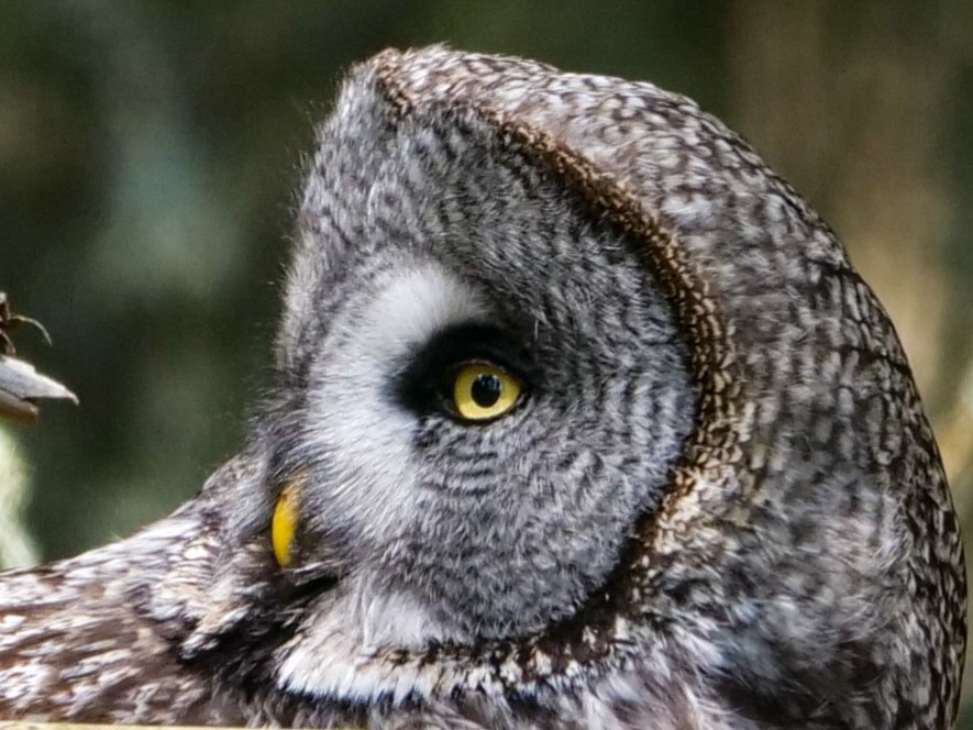 Great Gray Owl (Lapland) - Roger Horn