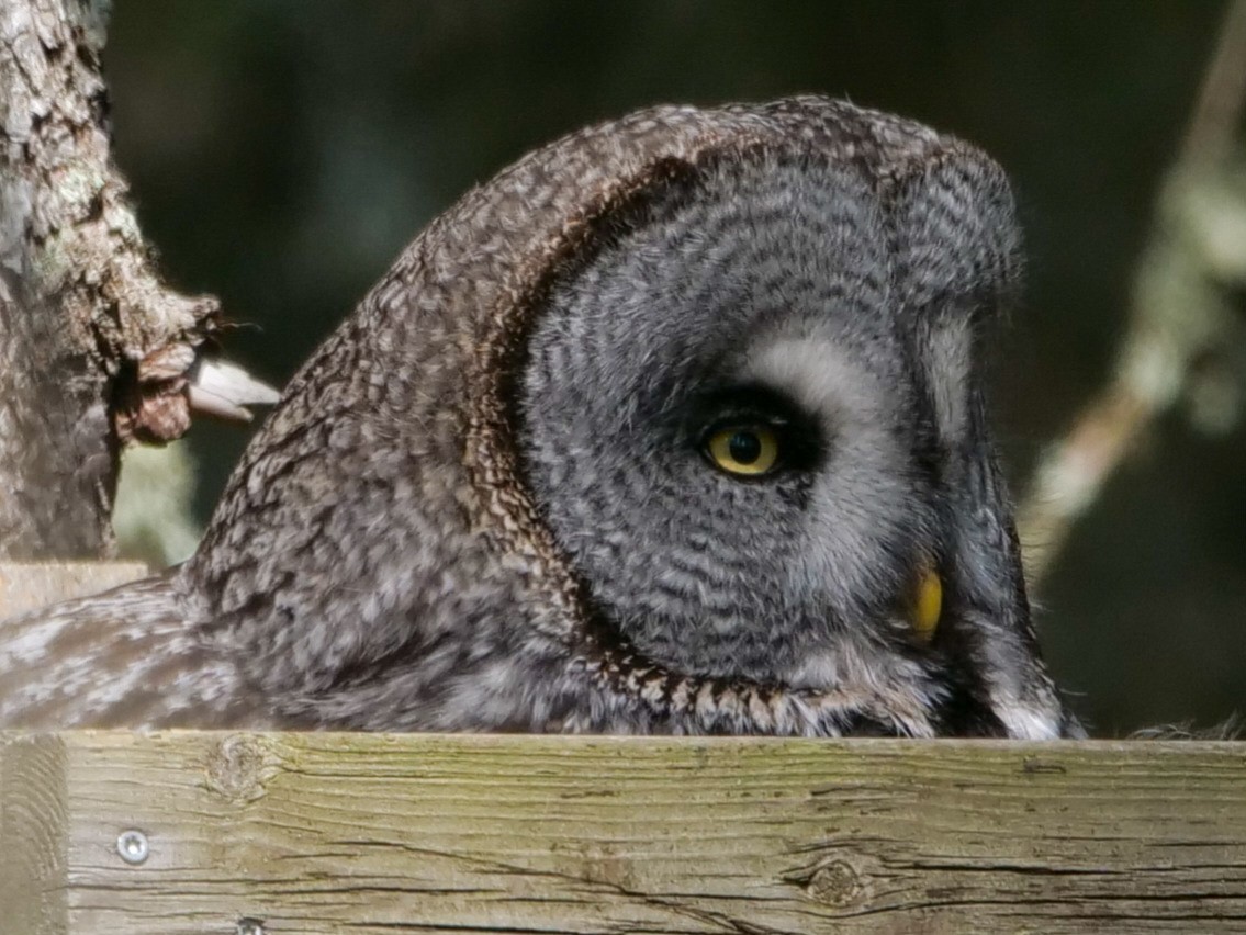 Great Gray Owl (Lapland) - Roger Horn