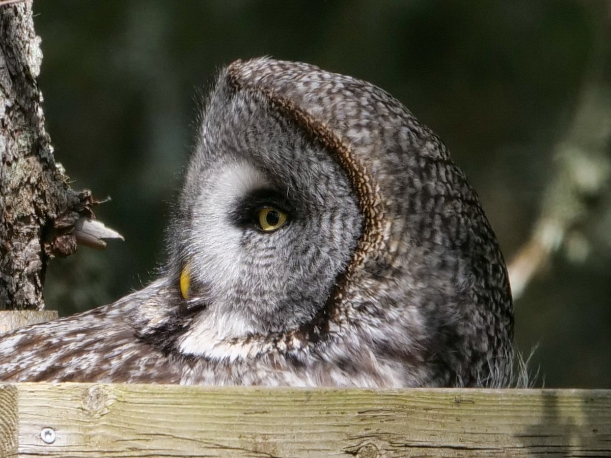 Great Gray Owl (Lapland) - ML577416241