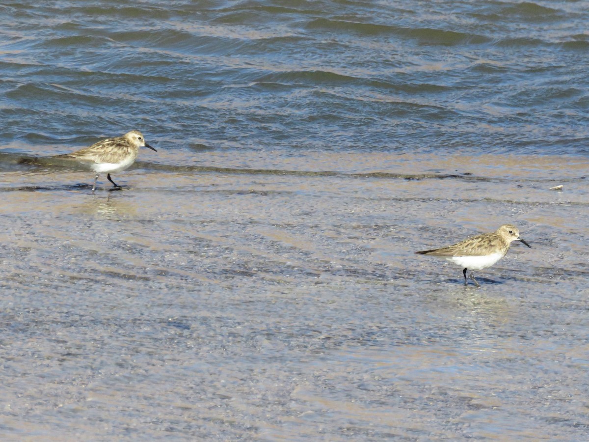 Baird's Sandpiper - ML577419171